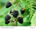 Brombeere rubus fruiticosus Blackberry 10 Samen frosthart